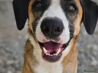 Mixed Breed dogs Umber is searching for his family - Advert 21