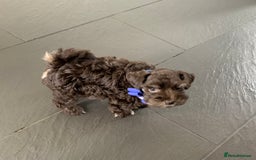 Miniature Schnauzer dogs for sale: 5* Licensed KC Toy Chocolate Schnauzers - Image 25