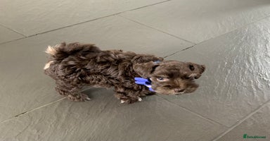 Miniature Schnauzer dogs - Advert 15