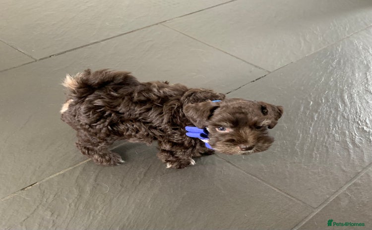 Miniature Schnauzer dogs - Advert 4