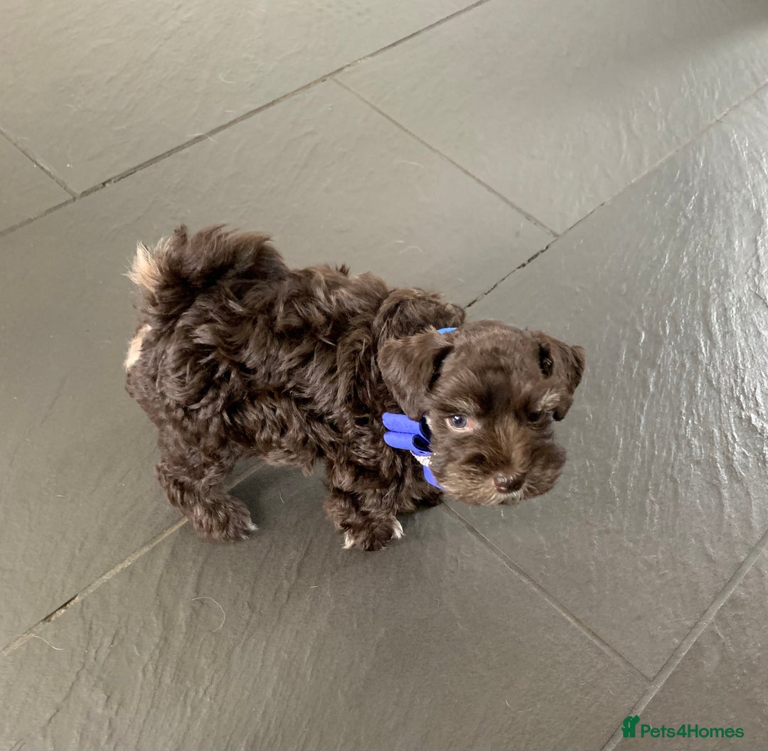 Miniature Schnauzer dogs for sale: 5* Licensed KC Toy Chocolate Schnauzers - Image 25