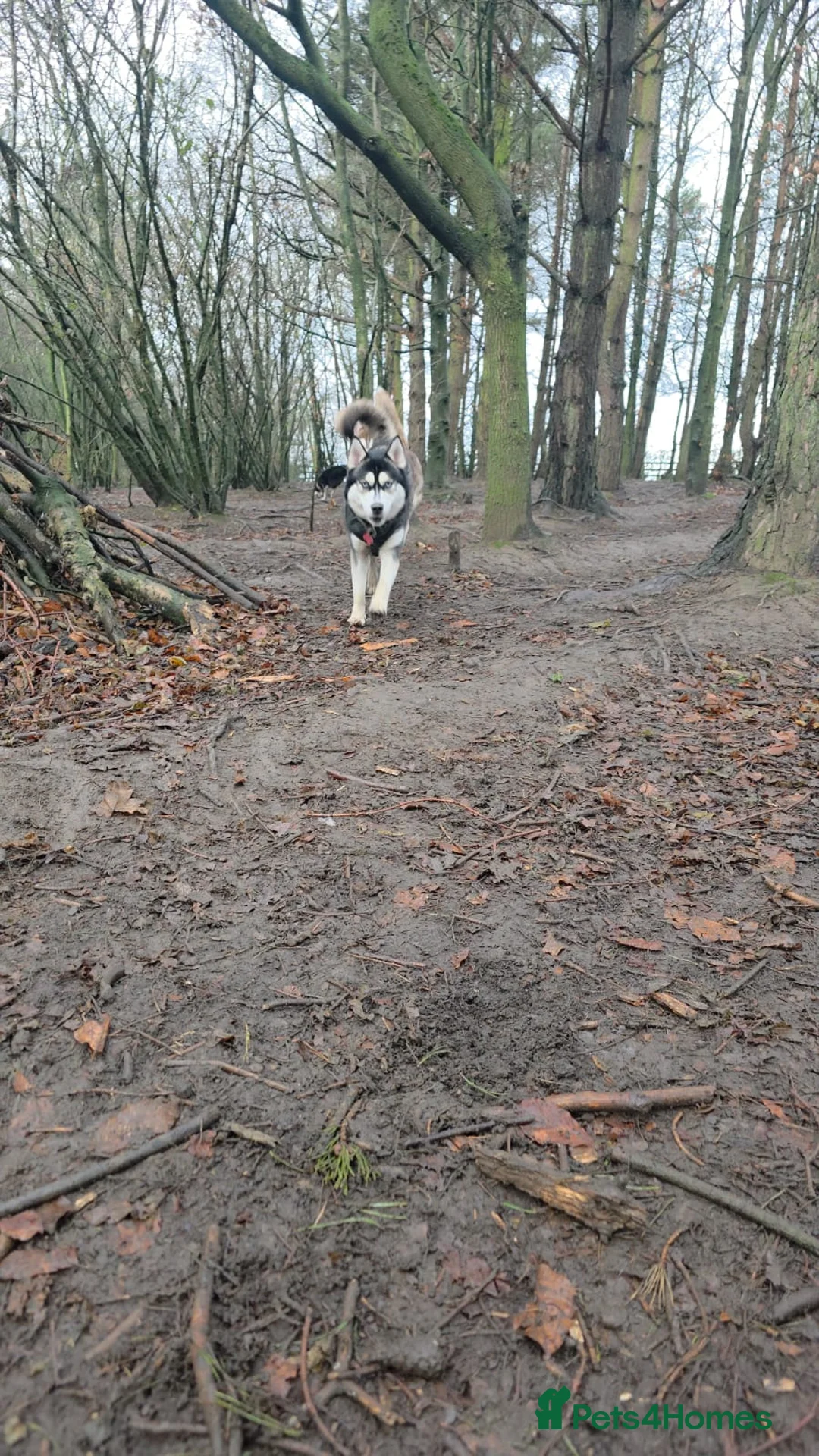 Siberian Husky dogs for sale: Meet Alfie the Husky 🐕💙 - Advert 4