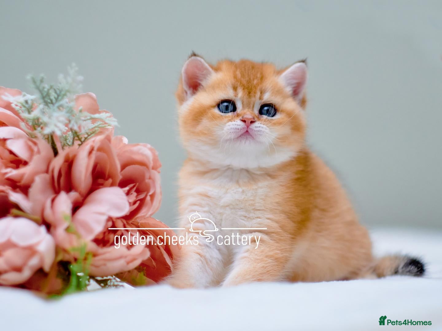 British Shorthair cats Exceptional Kittens from Outstanding Bloodlines  - Advert 1