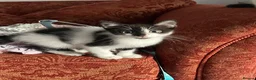 Mixed Breed cats for sale: Girl and boy kittens  in Stockport - Advert 3