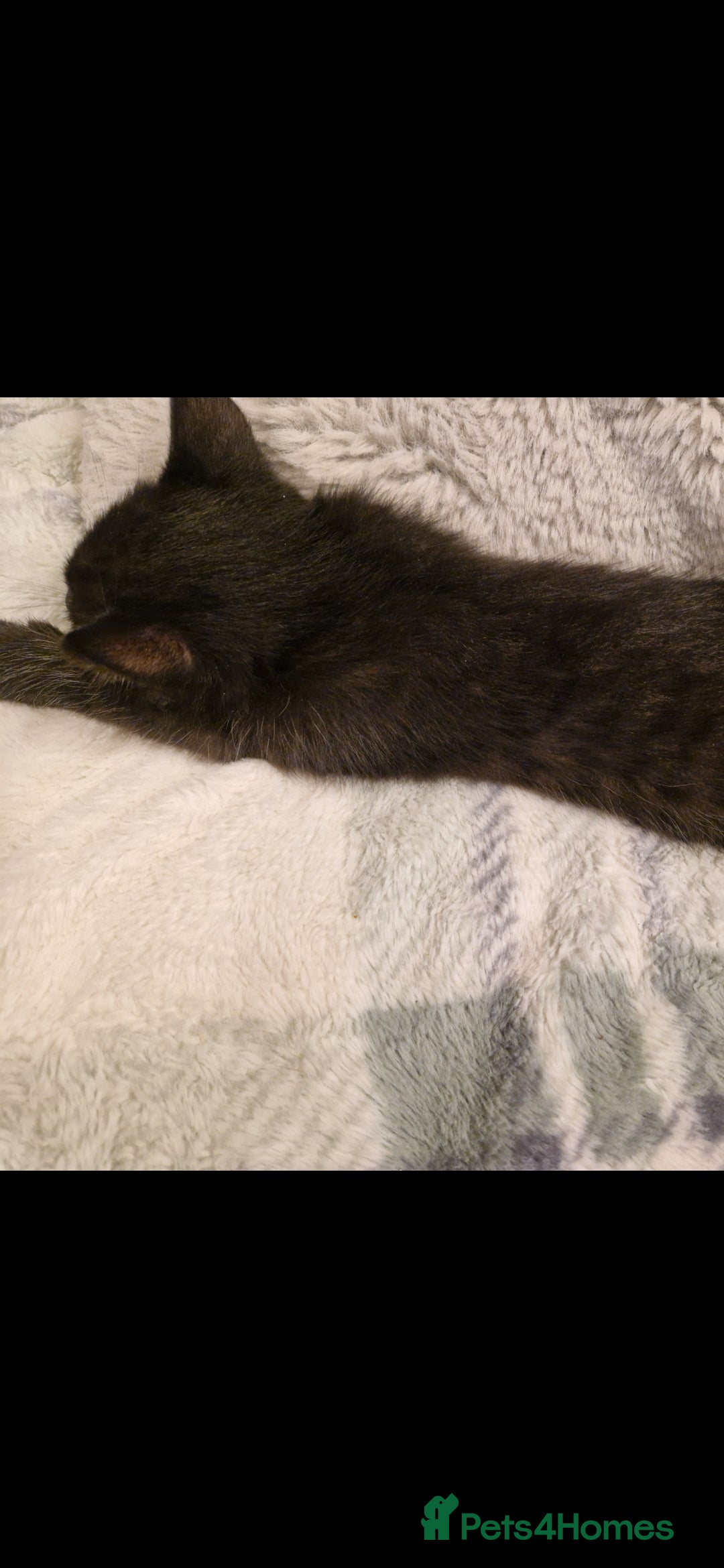 Mixed Breed cats for sale: Turkish angora x Main coon kittens ready now - Advert 11