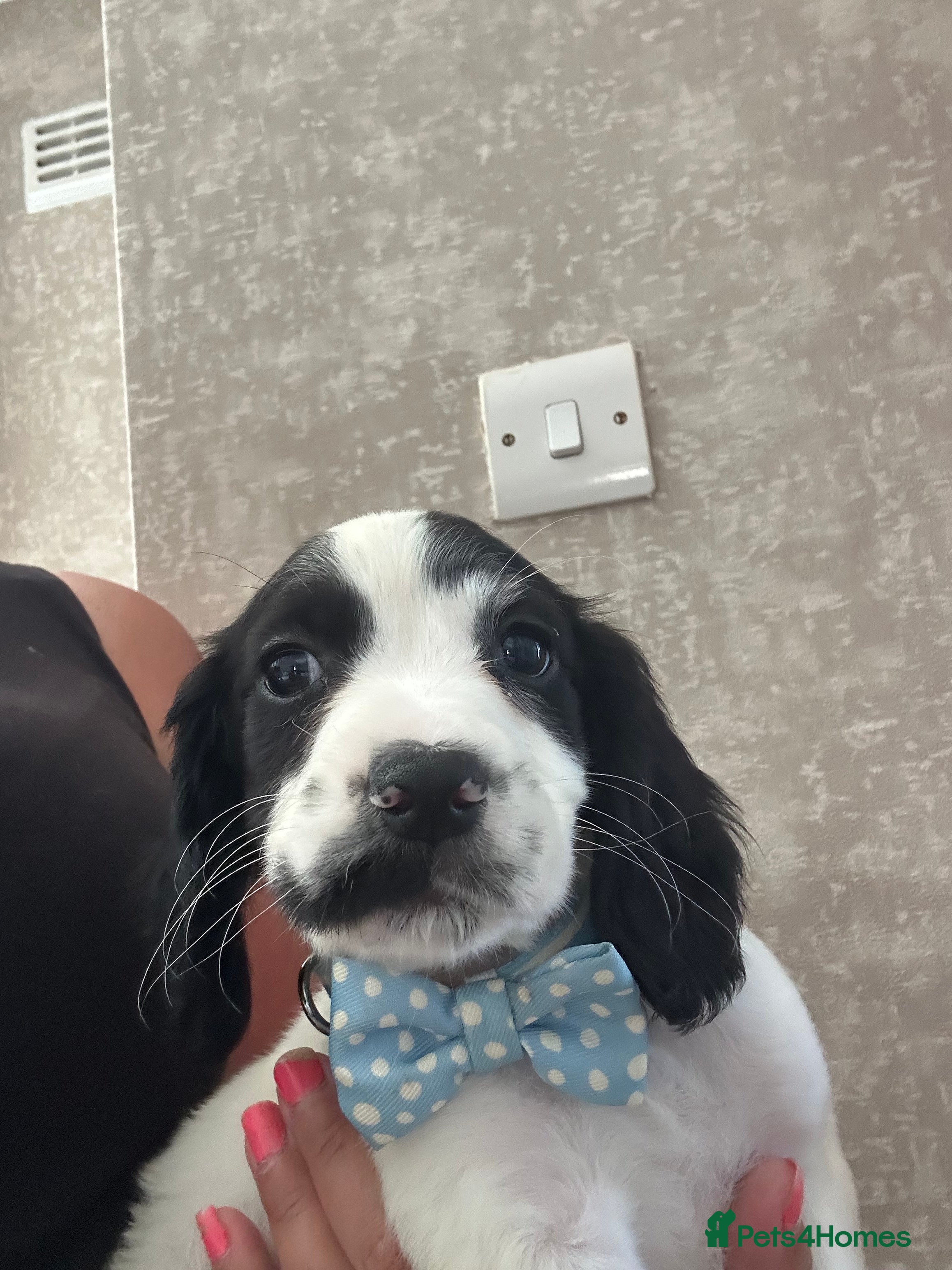 Cocker Spaniel dogs Cocker spaniel puppies boys black white boysleft - Advert 5