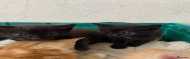 Black cat 1 