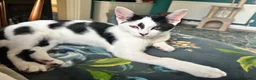 Domestic Shorthair cats for adoption: Jelly & Custard, 4 month old sisters  in Reading - Advert 4