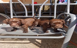 Cocker Spaniel dogs for sale: Cocker spanel  - Image 9