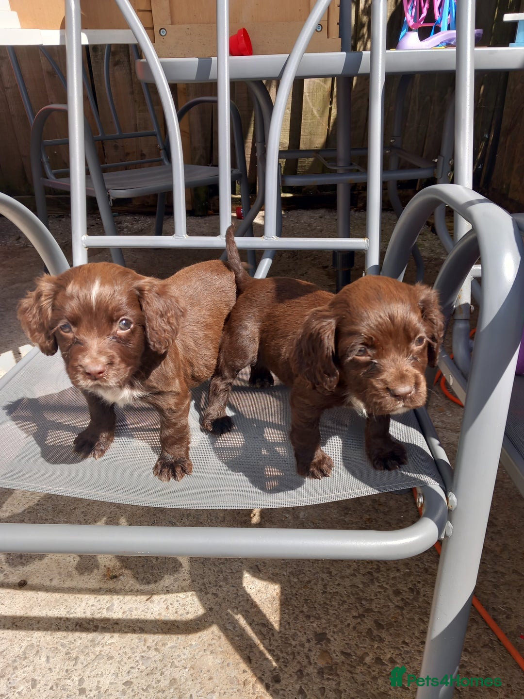 Cocker Spaniel dogs for sale: Cocker spanel  - Image 9