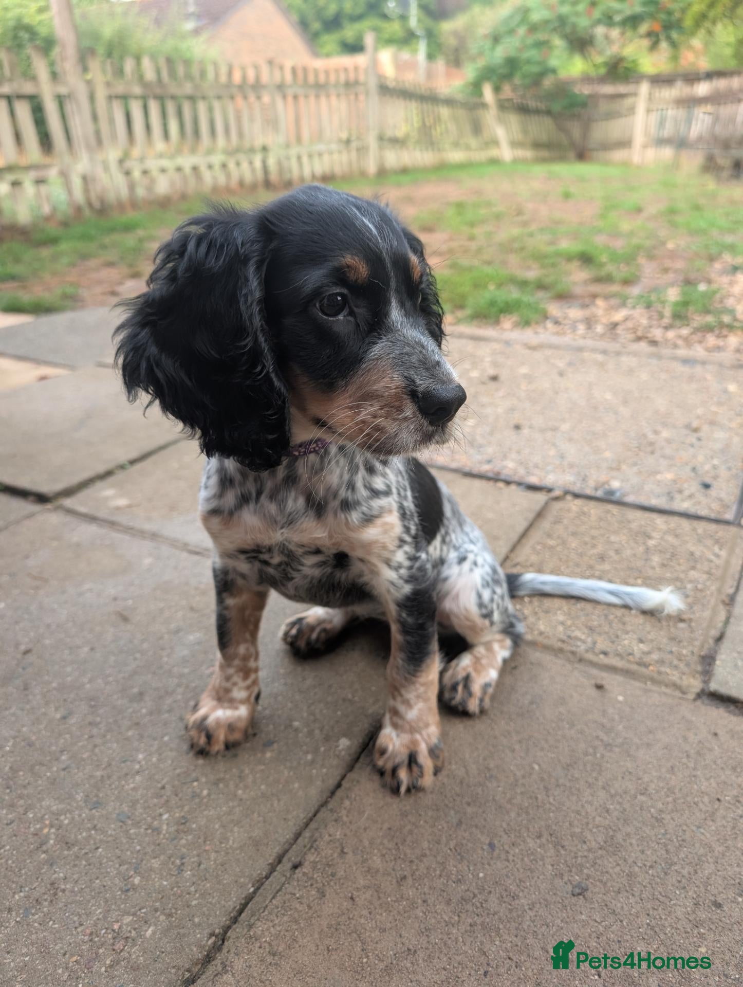 Cocker Spaniel dogs Female Cocker Spaniel Puppy - Advert 4