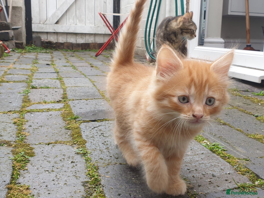Mixed Breed cats for sale: Adorable kitten for sale - Image 4