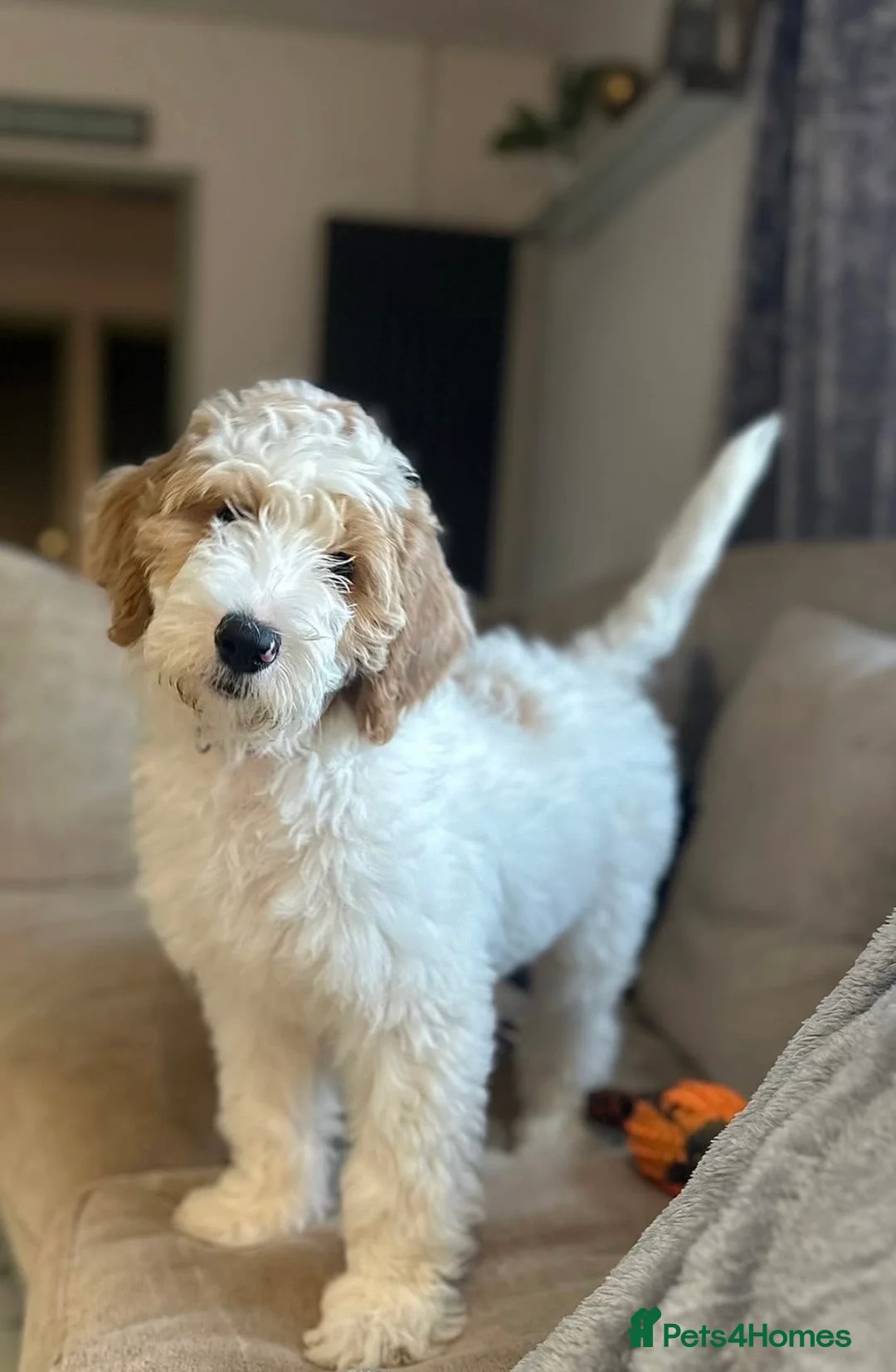 Australian Labradoodle dogs for stud: LANDO Australian labradoodle in Cornwall - Advert 13