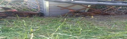 Chickens poultry for sale: x4 Gold Laced Wyandotte Cockerels  - Advert 3