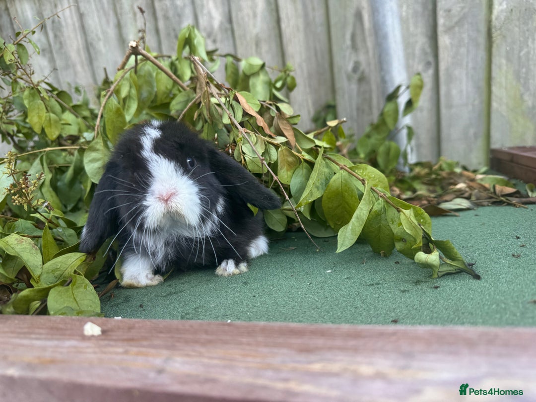 Mini Lop rabbits for sale: PUREBRED MINI LOP & MINI REX BABIES - Image 4