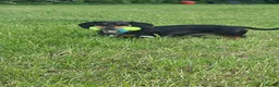 Dachshund dogs for sale: Dachshund brothers - Advert 3