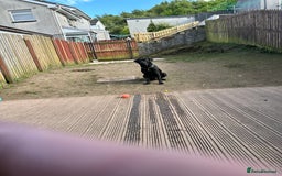 Cane Corso dogs for sale: Cane corso puppies  - Image 14