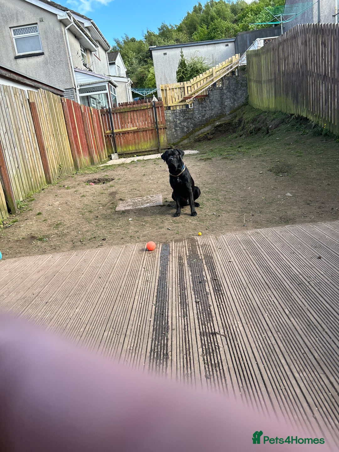 Cane Corso dogs for sale: Cane corso puppies  - Image 14