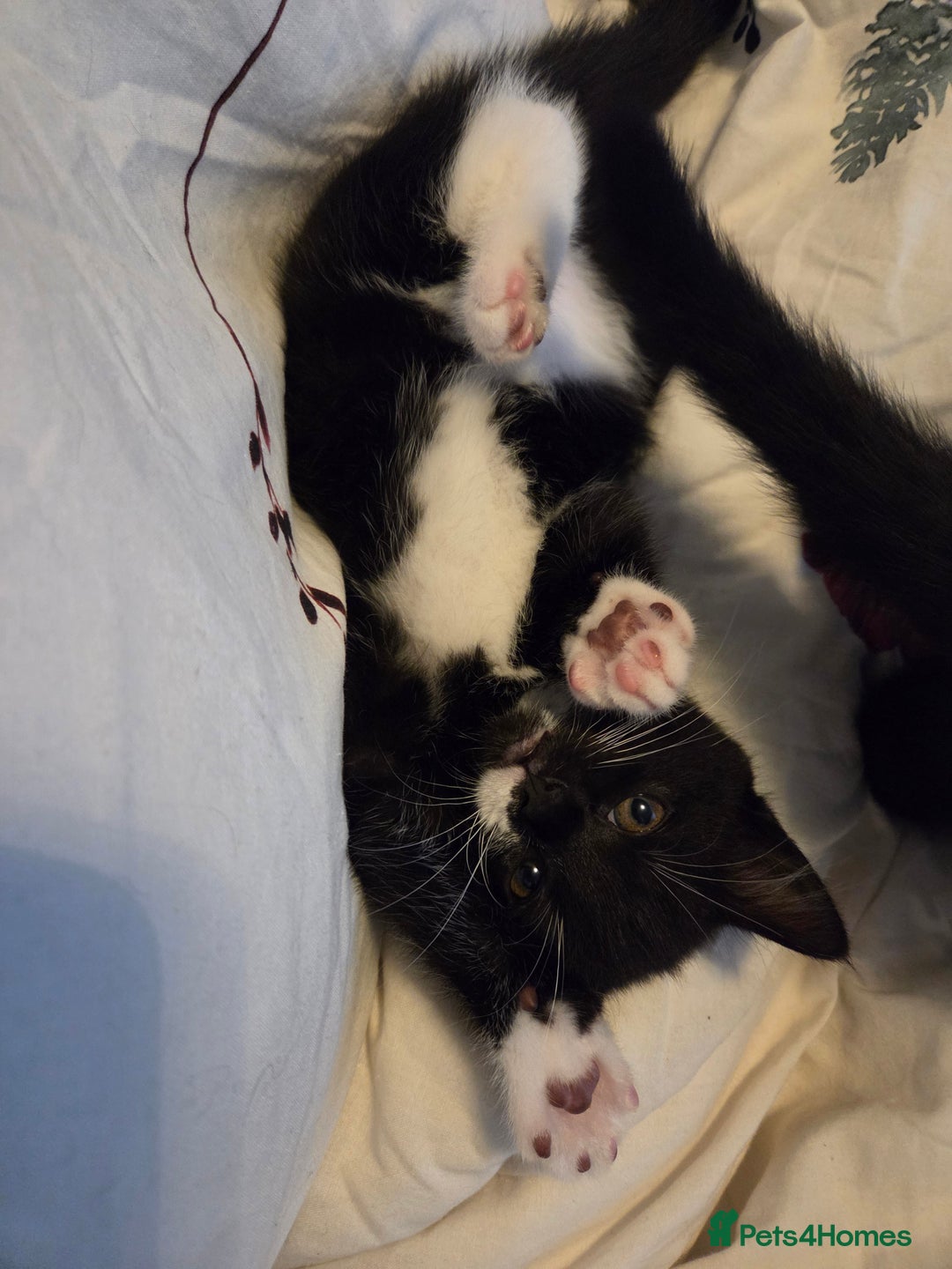 Mixed Breed cats for sale: Kittns  - Advert 6