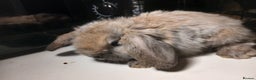 Mini Lop rabbits for sale: 2 mini lop babies ready first week of January  - Advert 3