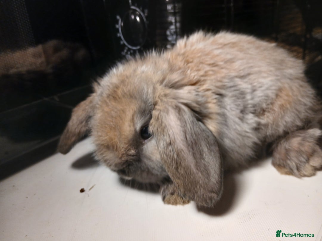 Mini Lop rabbits for sale: 2 mini lop babies ready first week of January  - Advert 3