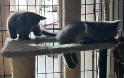 British Shorthair cats for sale: Gorgeous Blue British Shorthairs  - Image 12