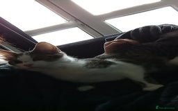 Mixed Breed cats for sale: Urgent rehoming for my kitten!! - Image 2