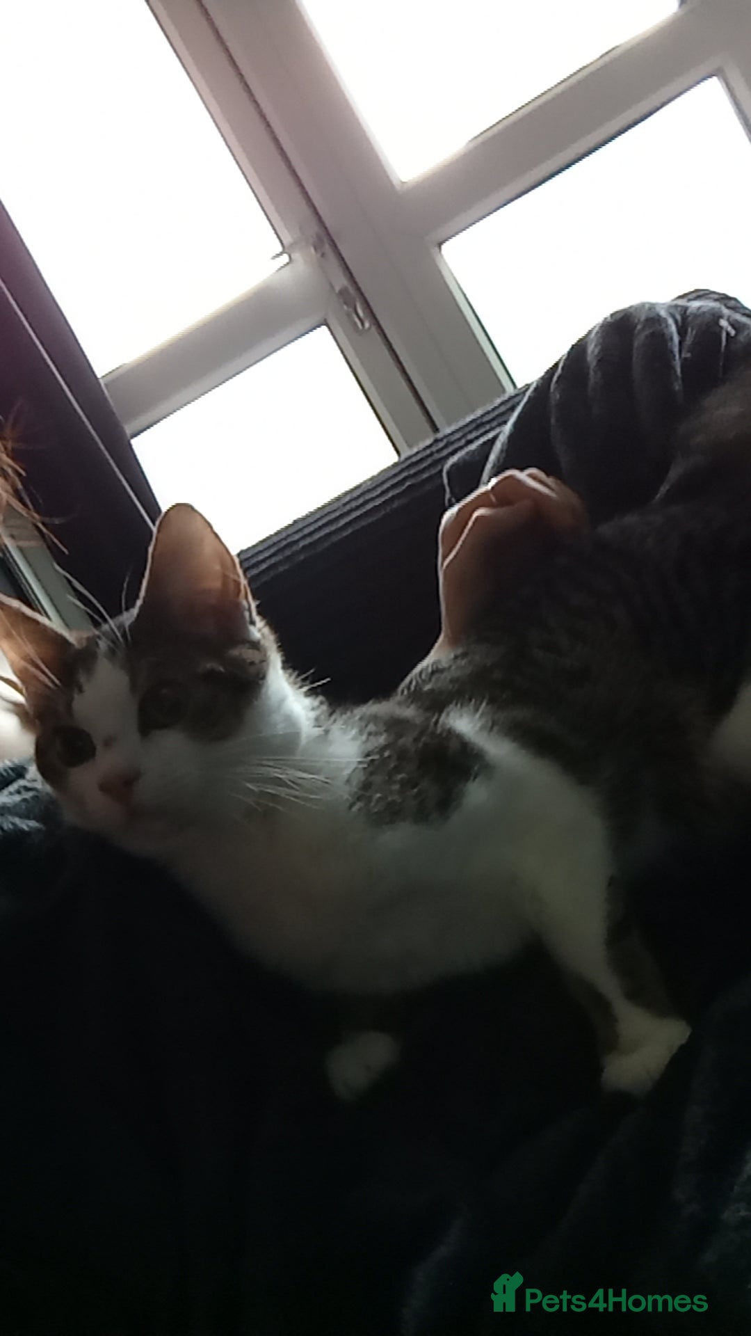 Mixed Breed cats for sale: Urgent rehoming for my kitten!! - Image 2