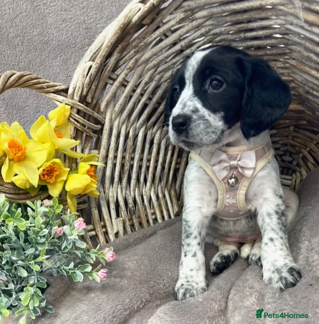 Mixed Breed dogs for sale: Ready now Cocker spaniel x Jack Russell pups  in Dudley - Advert 2