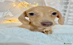 Miniature Dachshund dogs for sale: 🩷🌟Beautiful cream dapple KC Female 🌟🩷 - Advert 10