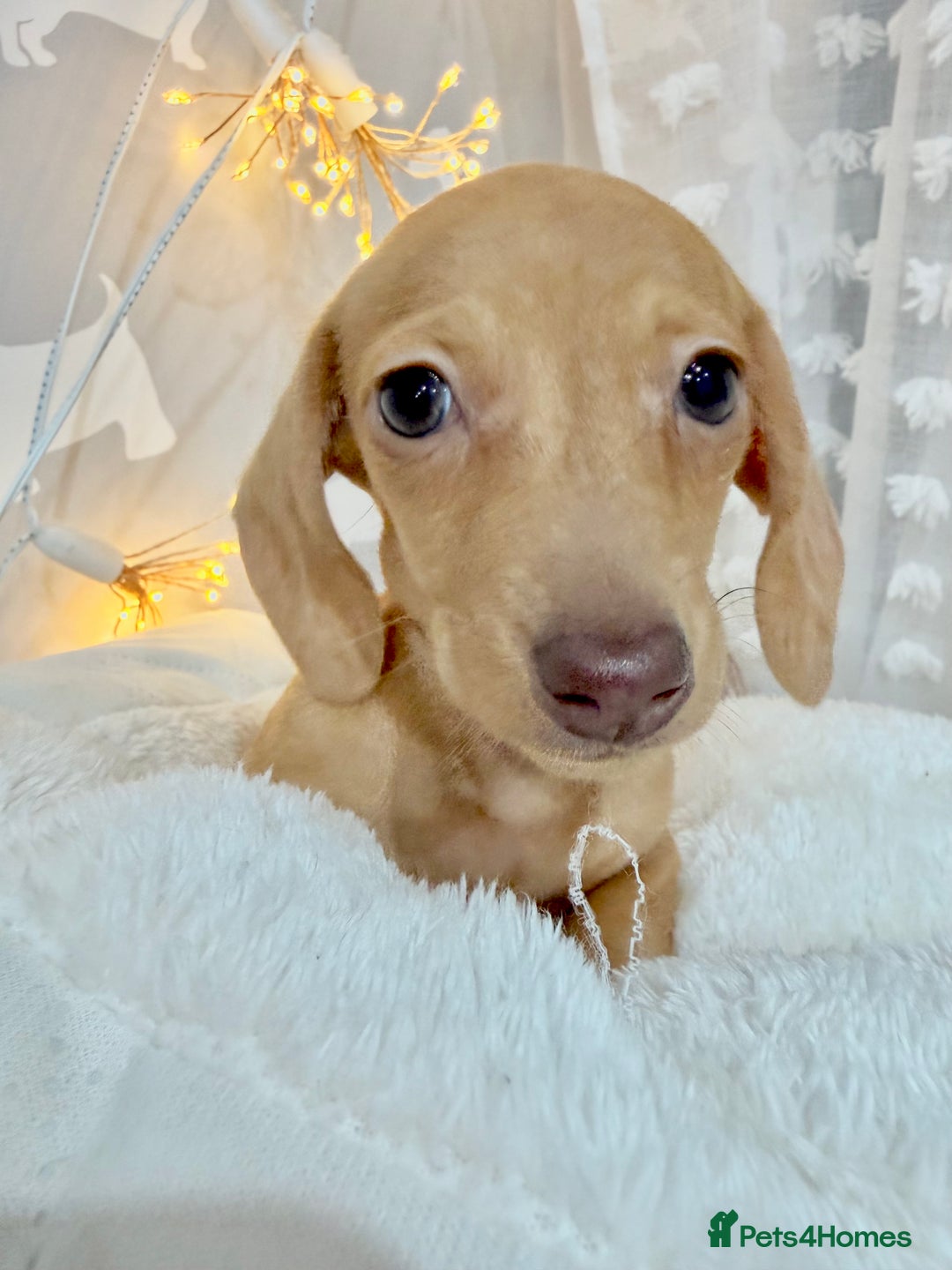 Miniature Dachshund dogs for sale: 🩷🌟Beautiful cream dapple KC Female 🌟🩷 - Advert 10