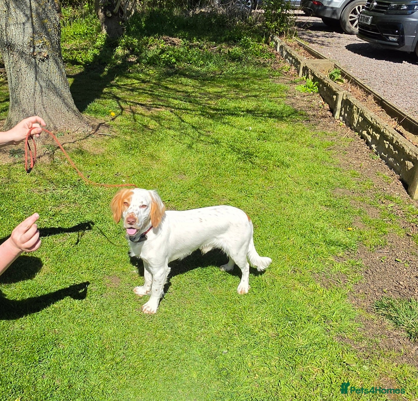 Cocker Spaniel dogs KC Registered Working Field Cocker Spaniel  - Advert 7