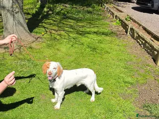 Cocker Spaniel dogs KC Registered Working Field Cocker Spaniel - Advert 1