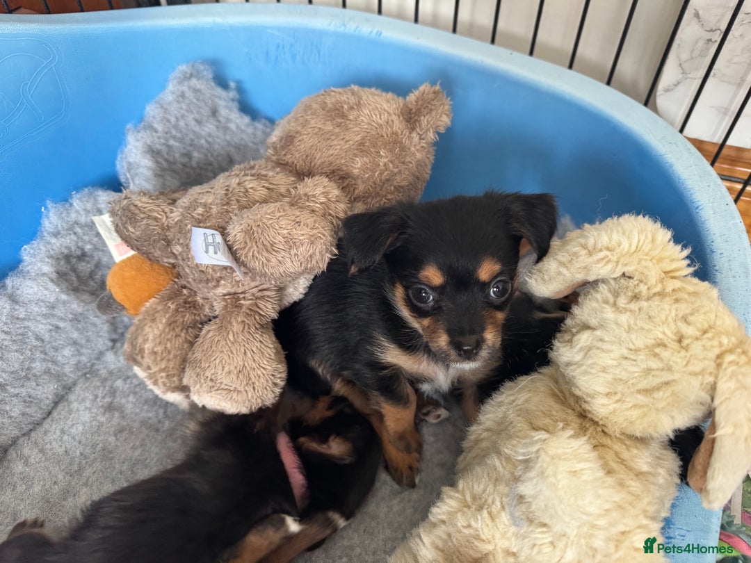 Chorkie dogs for sale: Chorkie pups - Image 5