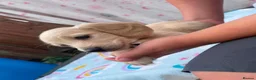 Miniature Dachshund dogs for sale: Longhair cream mini dachshund puppys - Advert 11