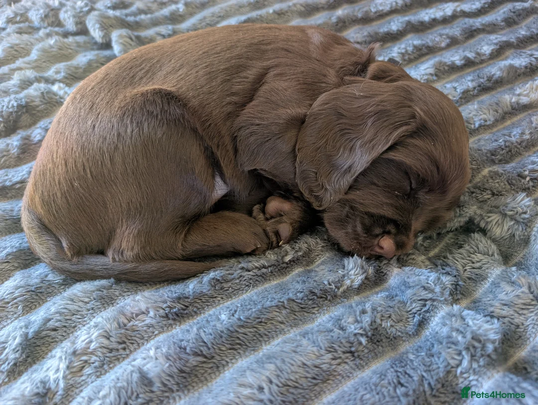 Cocker Spaniel dogs for sale: Adorable healthy Cocker Spaniel puppies - Advert 7