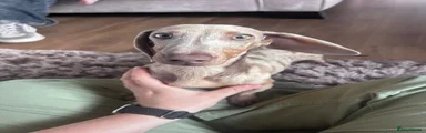 Miniature Dachshund 1