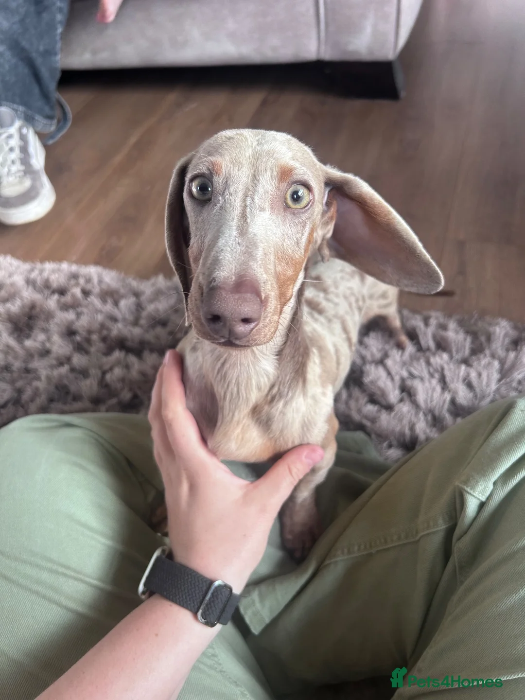 Miniature Dachshund dogs for sale: 2yo miniature dachshund  in Nuneaton - Advert 2