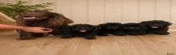 Cockapoo dogs for sale: 4 beautiful cockapoo boys  - Advert 2