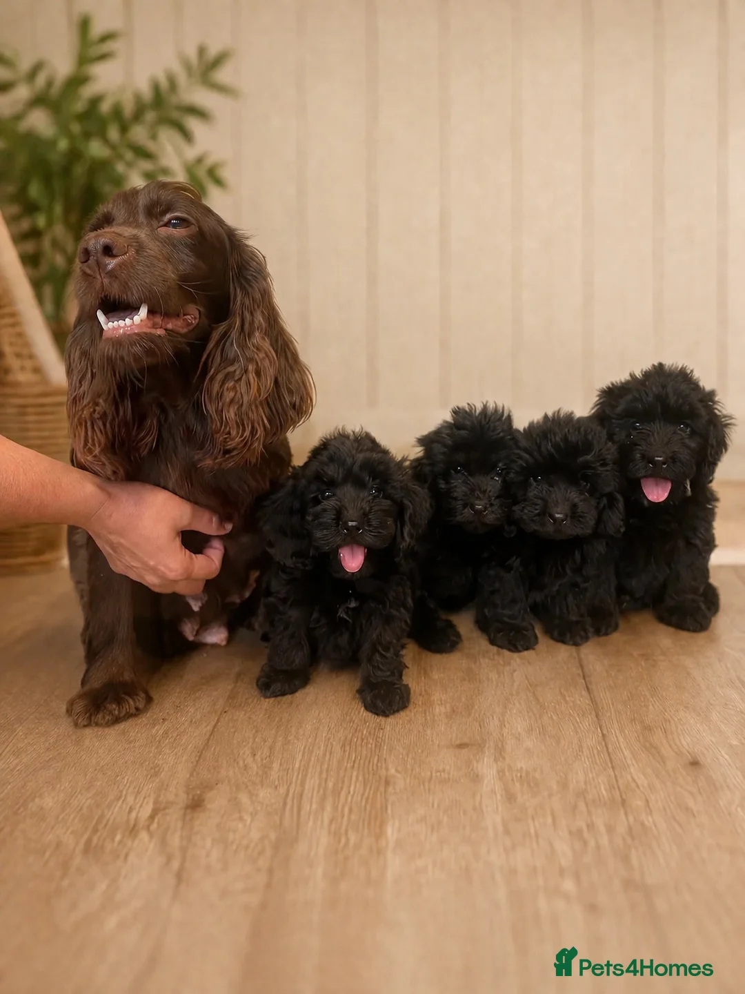 Cockapoo dogs for sale: 4 beautiful cockapoo boys  - Advert 2