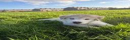 Alaskan Malamute dogs for sale: Mr Marcel .p - Advert 2