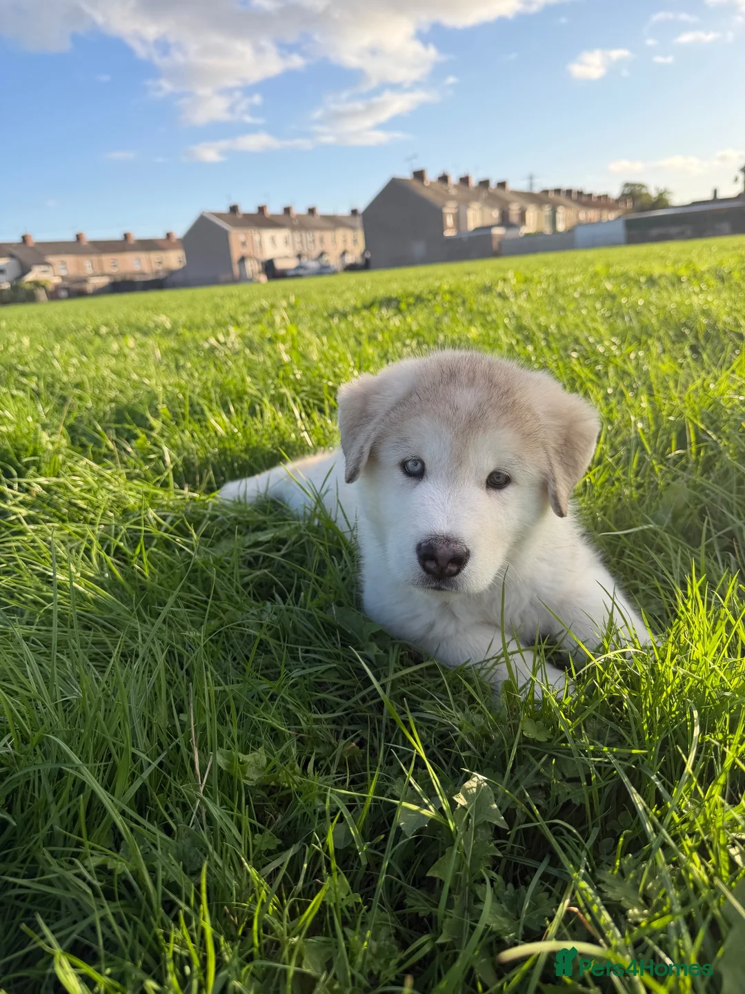Alaskan Malamute dogs for sale: Mr Marcel .p - Advert 2
