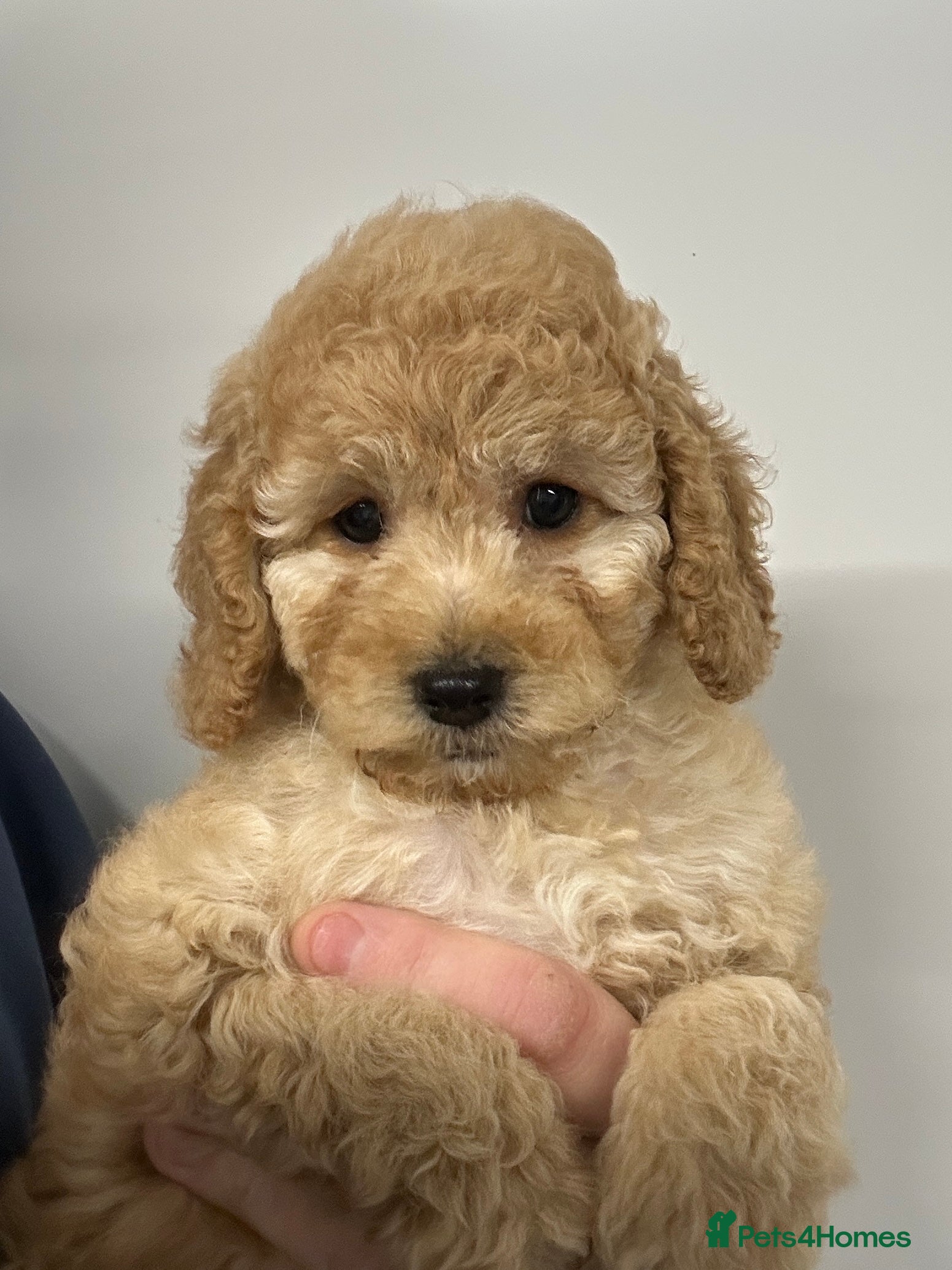 Cockapoo dogs Show Type Cockapoo Puppies - DNA tested parents - Advert 15