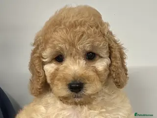 Cockapoo dogs Show Type Cockapoo Puppies - DNA tested parents - Advert 15
