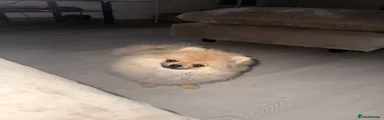 Pomeranian 2