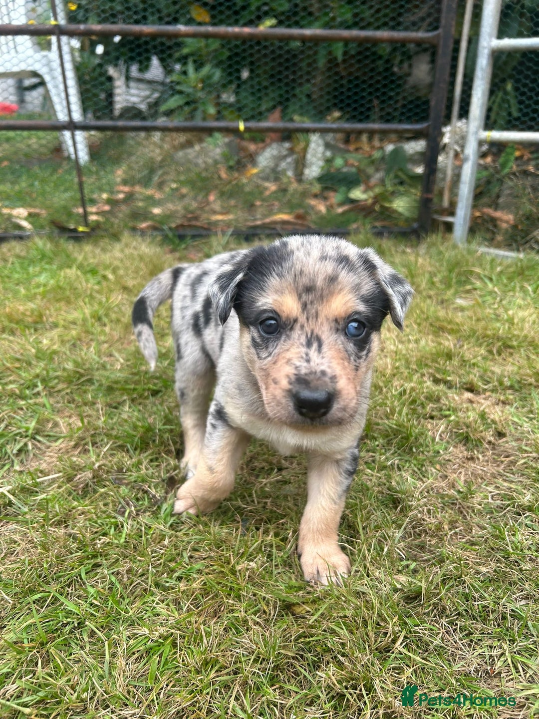Mixed Breed dogs for sale: collie x Huntaway  pups one boy left  - Image 10