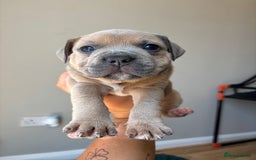 Mixed Breed dogs for sale: Staffy cross Frenchie puppies - Image 12