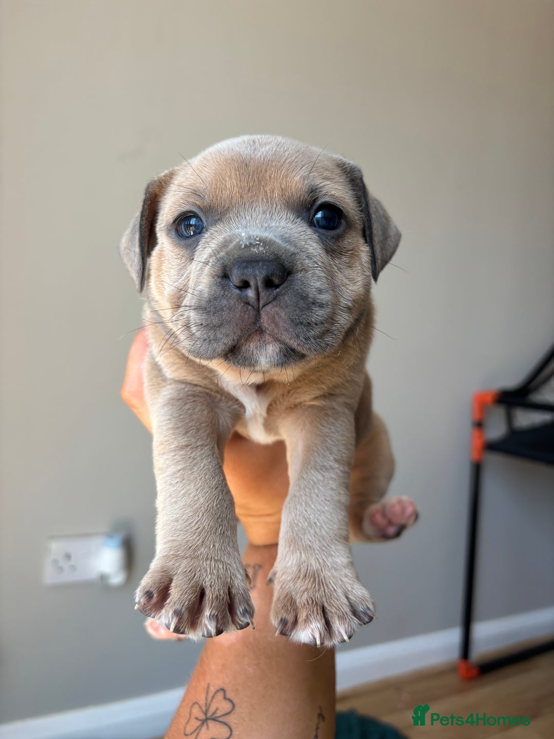 Mixed Breed dogs for sale: Staffy cross Frenchie puppies - Image 12