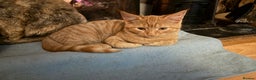British Shorthair cats for sale: Gccf reg Cheeky British x Devon Rex kittens - Advert 8
