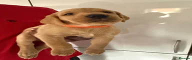 Labrador Retriever 2